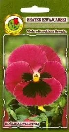 pnos-bratek-szwajcarski-blumlisalp-rozowy-z-plama-08g