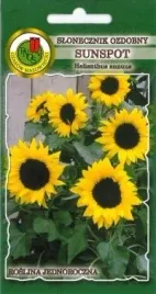 pnos-slonecznik-ozdobny-sunspot-niski-zolty-1g