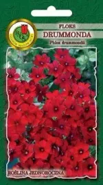 pnos-floks-drumonda-czerwony-08g
