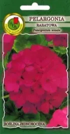 pnos-pelargonia-rabatowa-f1-fioletowa-10z