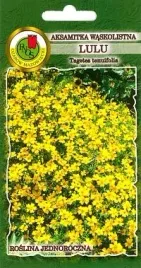 pnos-aksamitka-waskolistna-lulu-cytrynowozolta-05g