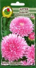 pnos-aster-chinski-karlowy-rozowy-08g