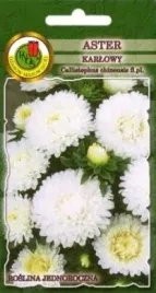 pnos-aster-chinski-karlowy-bialy-08g