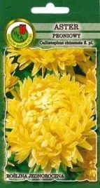 pnos-aster-chinski-peoniowy-zolty-sonata-08g