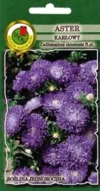 pnos-aster-chinski-karlowy-turkus-niebieski-08g