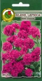 pnos-silene-karminoworozowe-05g
