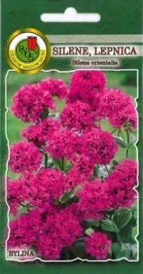 pnos-silene-karminoworozowe-05g