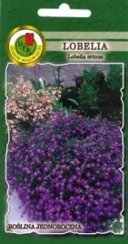 pnos-lobelia-mitternachtsblau-fioletowa-02g