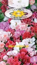roltico-godecja-azalia-letnia-mieszanka-1g