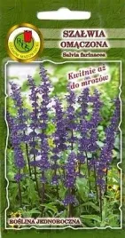 pnos-szalwia-omaczona-fioletowa-02g