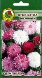 pnos-stokrotka-super-enorma-02g