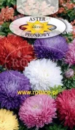 roltico-aster-chinski-peoniowy-mieszanka-1g