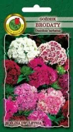 pnos-gozdzik-brodaty-mieszanka-2g