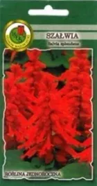 pnos-szalwia-blyszczaca-czerwona-05g