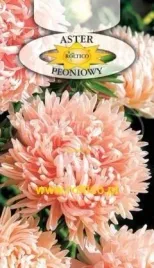 roltico-aster-chinski-peoniowy-lososiowy-1g