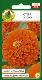 pnos-cynia-daliowa-eldorado-pomaranczowa-1g