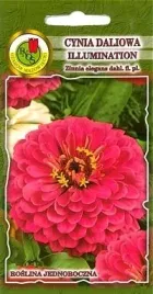 pnos-cynia-daliowa-illumination-rozowa-1g
