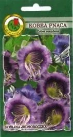 pnos-kobea-pnaca-niebieska-05g