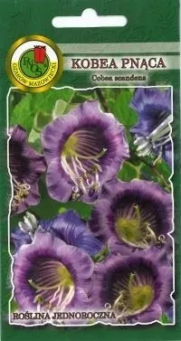 pnos-kobea-pnaca-niebieska-05g