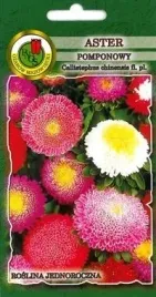 pnos-aster-chinski-pomponowy-mieszanka-08g