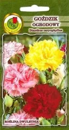 pnos-gozdzik-ogrodowy-grenadin-mieszany-03g