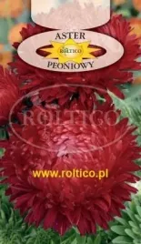 roltico-aster-chinski-peoniowy-czerwony-1g