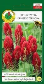 pnos-koniczyna-krwistoczerwona-10-g