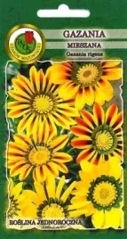 pnos-gazania-mieszanka-08g