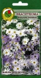 pnos-brachykoma-mieszanka-03g