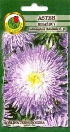 pnos-aster-chinski-ksiazecy-niebieski-08g