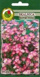 pnos-skalnica-rozowa-01g