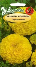 legutko-aksamitka-wzniesiona-zloto-zolta-1g