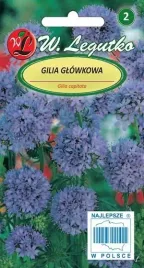 legutko-gilia-glowkowa-niebieska-05g