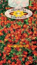 roltico-aksamitka-waskolistna-czerwona-03g