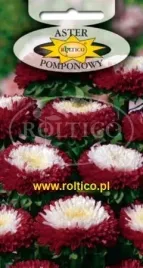 roltico-aster-chinski-pomponowy-czerwony-z-bialym-srodkiem-05g