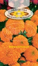 roltico-aksamitka-wzniesiona-karlowa-pomaranczowa-05g
