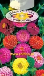 roltico-dalia-zmienna-pomponowa-mieszanka-1g