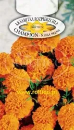 roltico-aksamitka-rozpierzchla-champion-pomaranczowa-03g