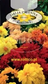 roltico-dalia-zmienna-karlowa-opera-mix-05g