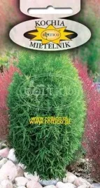 roltico-kochia-mietelnik-1g