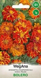 wegana-aksamitka-rozpierzchla-niska-bolero-1g