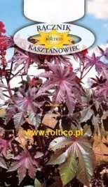 roltico-racznik-kasztanowiec-2g