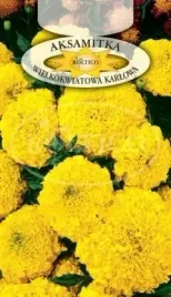 roltico-aksamitka-wzniesiona-karlowa-zolta-05g