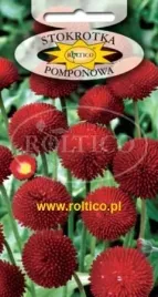 roltico-stokrotka-pomponowa-czerwona-01g