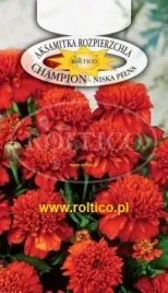 roltico-aksamitka-rozpierzchla-champion-czerwono-brazowa-03g