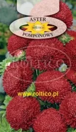 roltico-aster-chinski-pomponowy-czerwony-1g