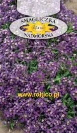 roltico-smagliczka-nadmorska-fioletowa-0-5-g