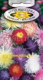 roltico-aster-chinski-mix-odmian-i-kolorow-1g