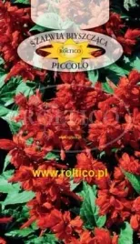 roltico-szalwia-blyszczaca-czerwona-picolo-niska-0-5-g