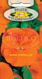 roltico-bratek-ogrodowy-pomaranczowy-04g
